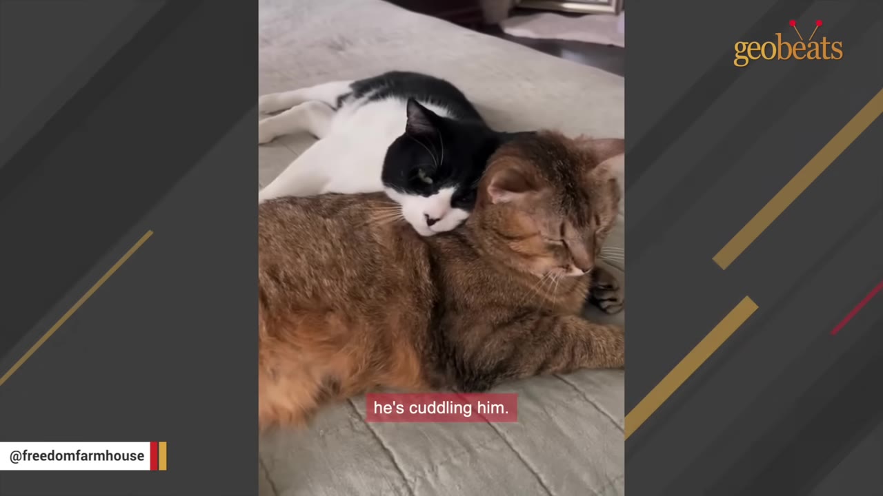 A black and white cat rests its head affectionately on the back of a brown tabby cat as they lie together on a soft grey surface.