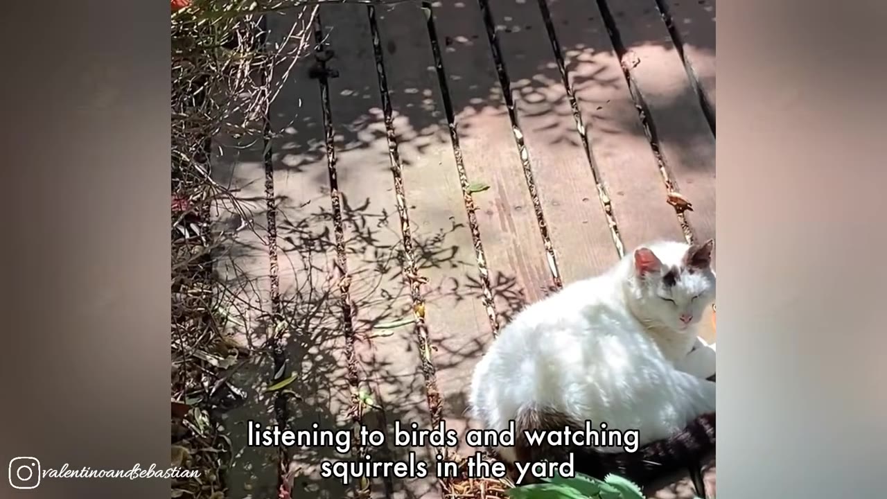 A fluffy white cat with black markings on its head lies peacefully on a wooden deck, basking in the warm sunlight filtered through leafy shadows.
