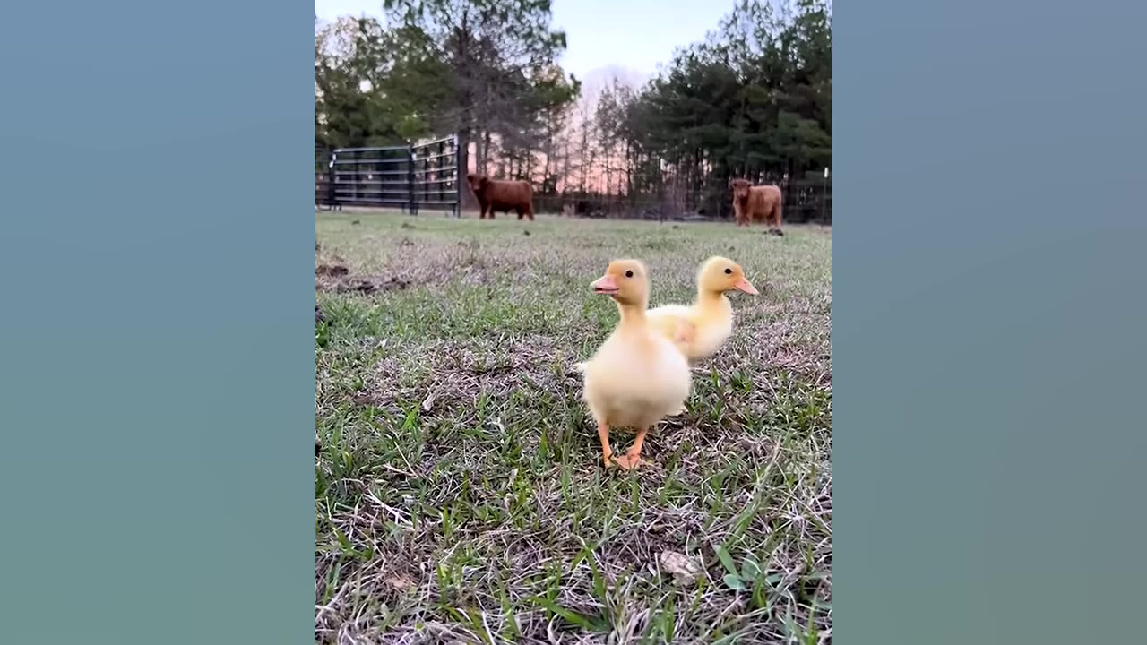Two small yellow ducklings stand in a grassy field with two fluffy brown cows visible in the background.
