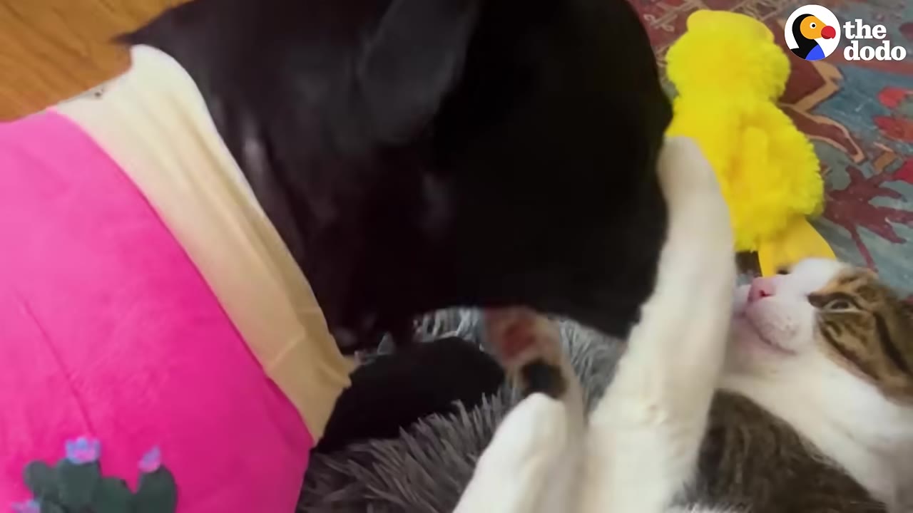 A black dog wearing a pink cast wrap gently interacts with a tabby and white cat lying on a grey pet bed.