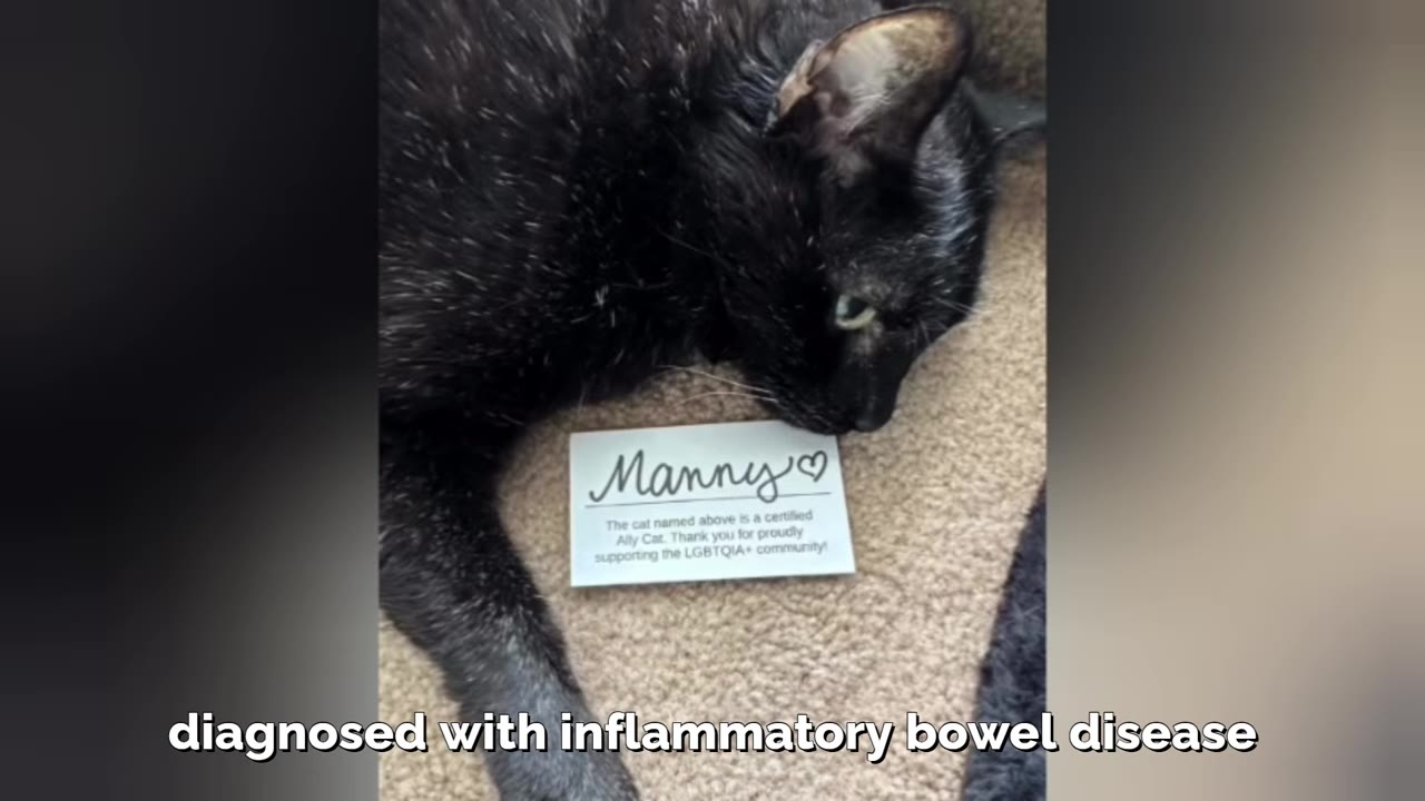 A black cat named Manny lying down on a carpet next to a small card with his name on it.