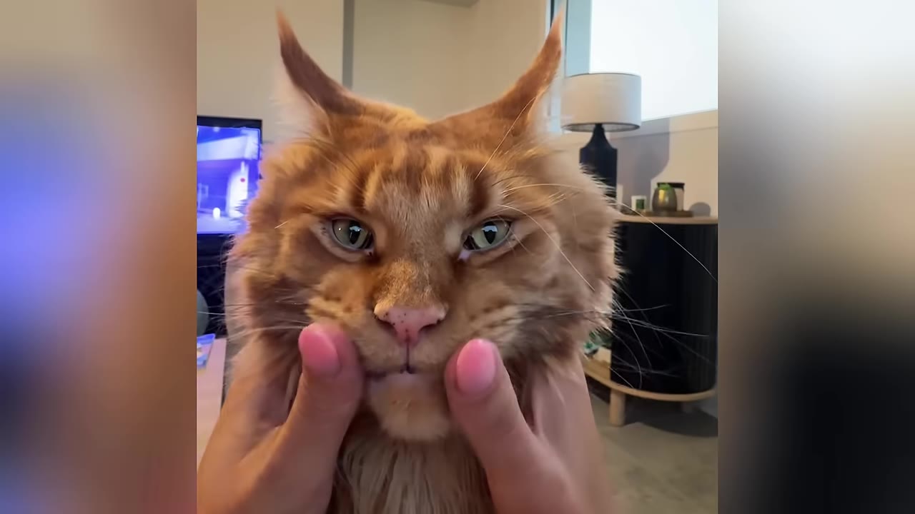 A close-up shot of a large orange Maine Coon cat looking directly at the camera while a person's hands gently hold its cheeks.