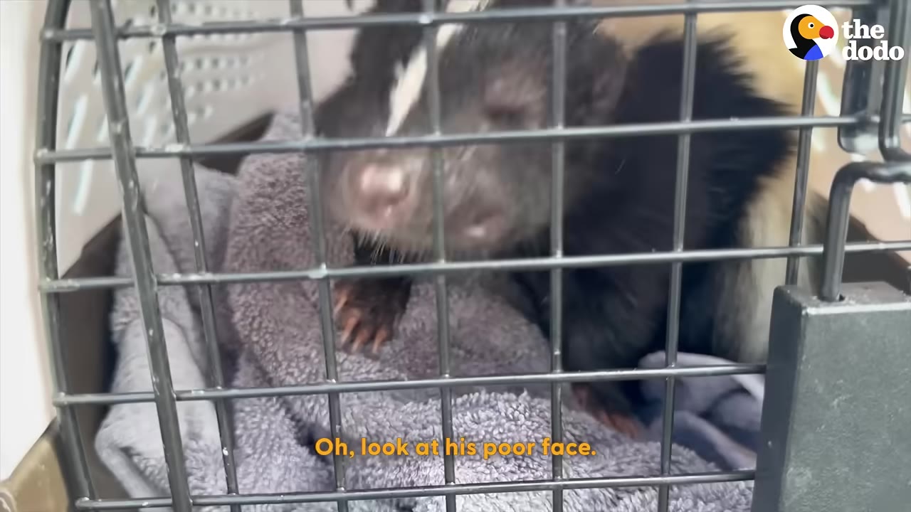 A black and white skunk sitting on a grey towel inside a wire animal carrier.