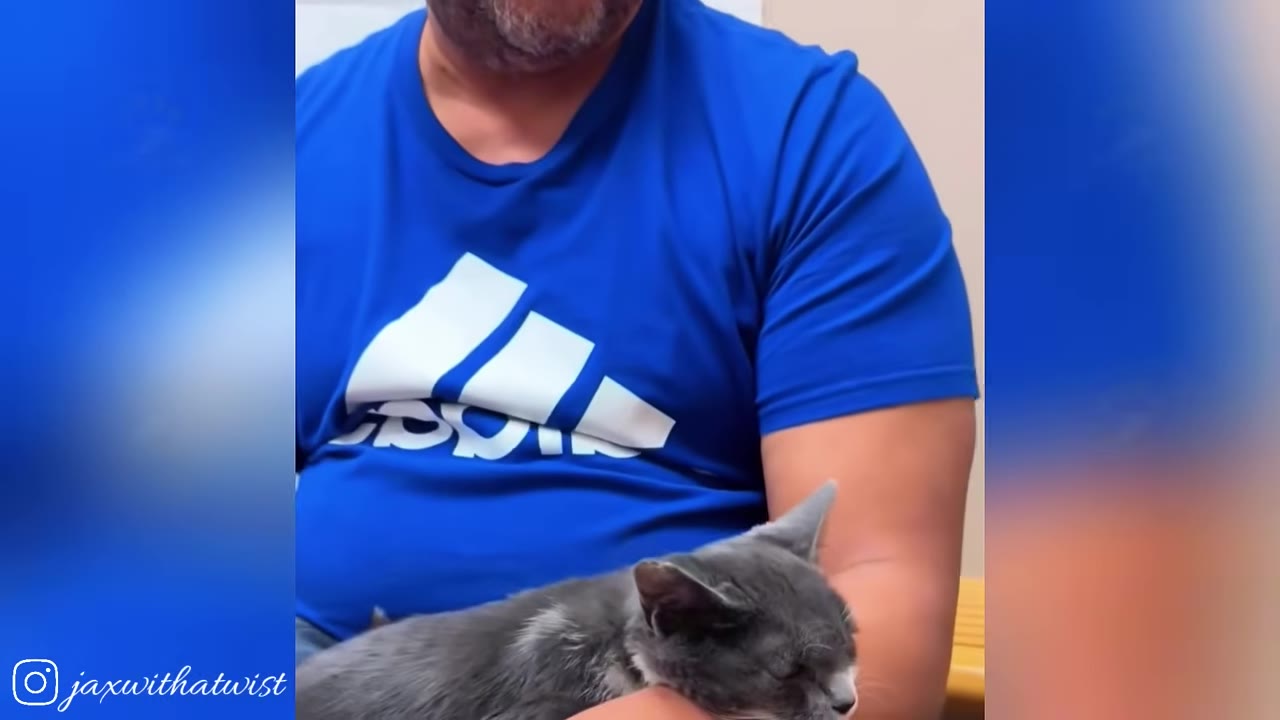 A grey and white cat resting peacefully in the arms of a man wearing a blue t-shirt.