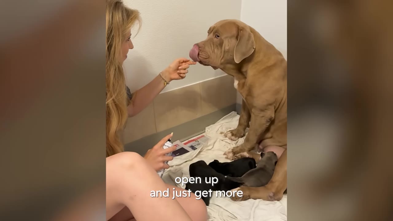 A tan dog sits on a white blanket surrounded by several small black and grey puppies, while a woman sits nearby and feeds her a treat.