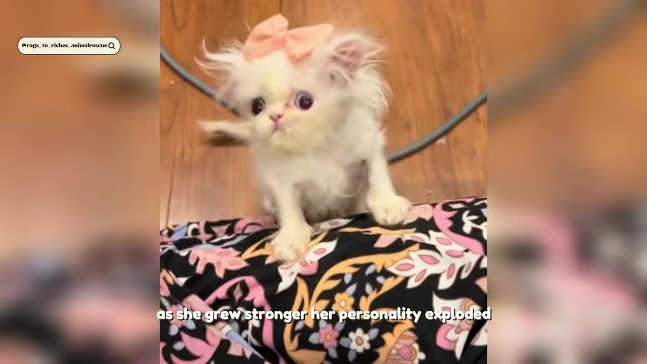 A small, fluffy white kitten with a pink bow on its head sits on a floral-patterned fabric, looking forward with wide eyes.