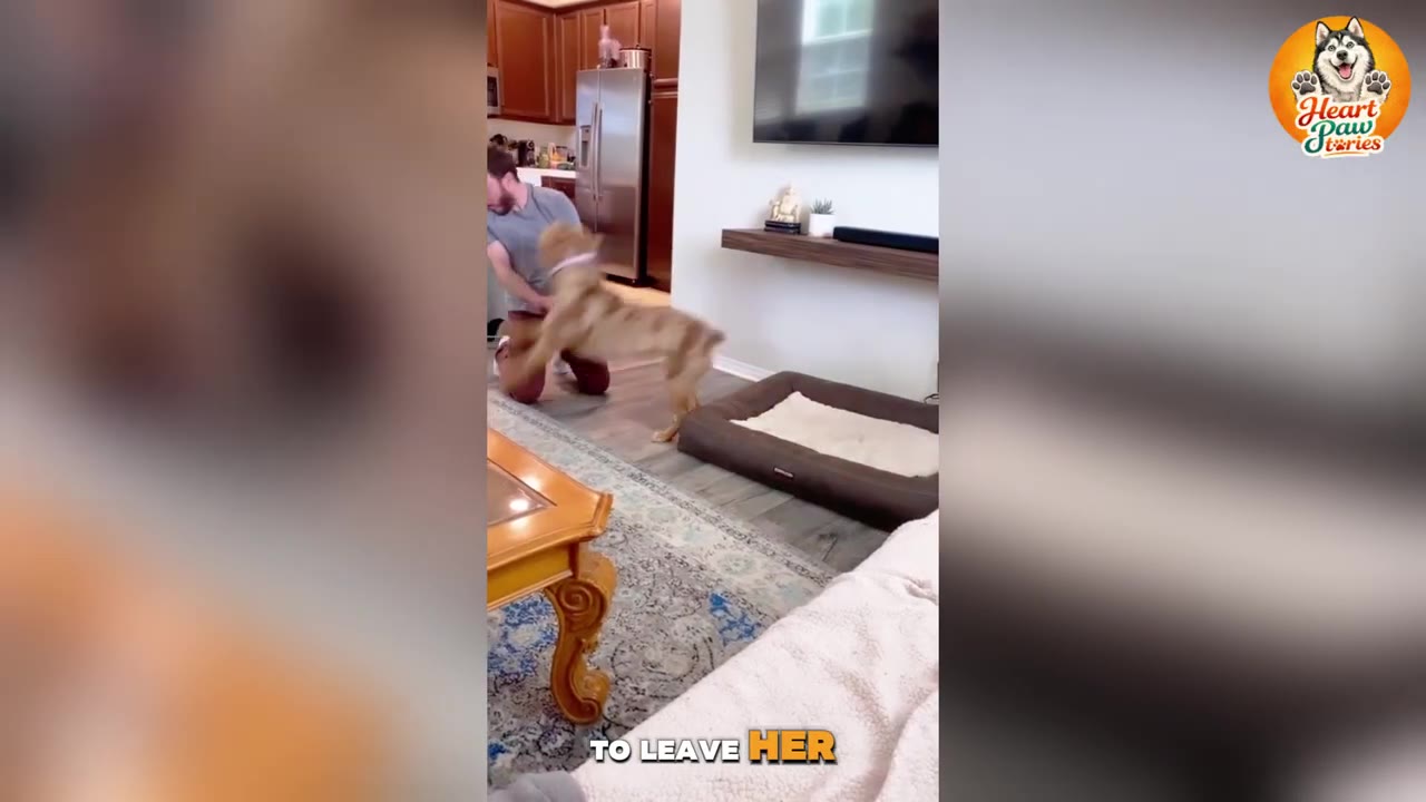 A merle-patterned dog excitedly jumps up to greet a man kneeling on the living room floor inside a house.