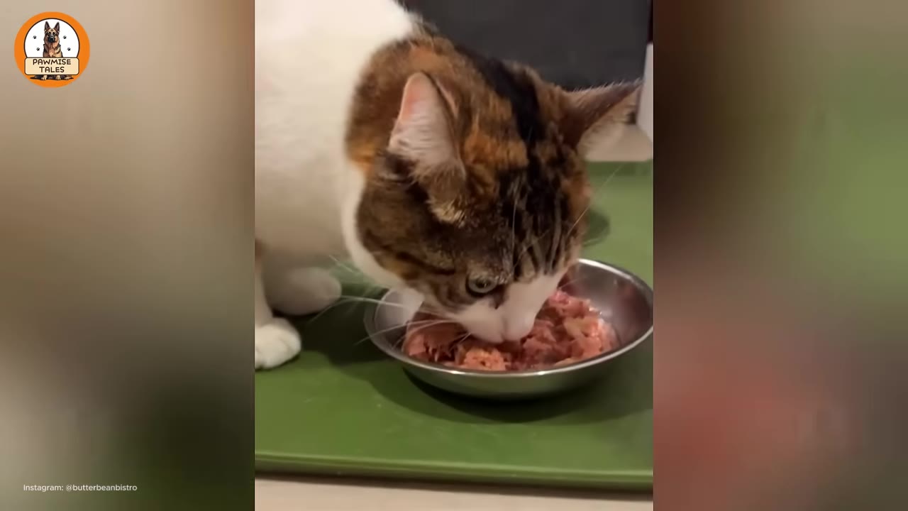 A close-up of a calico and white cat eating wet food from a metal bowl on a green mat.