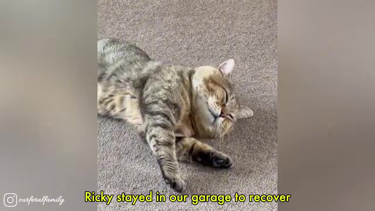 A tabby cat lying on its side on a grey carpeted floor.