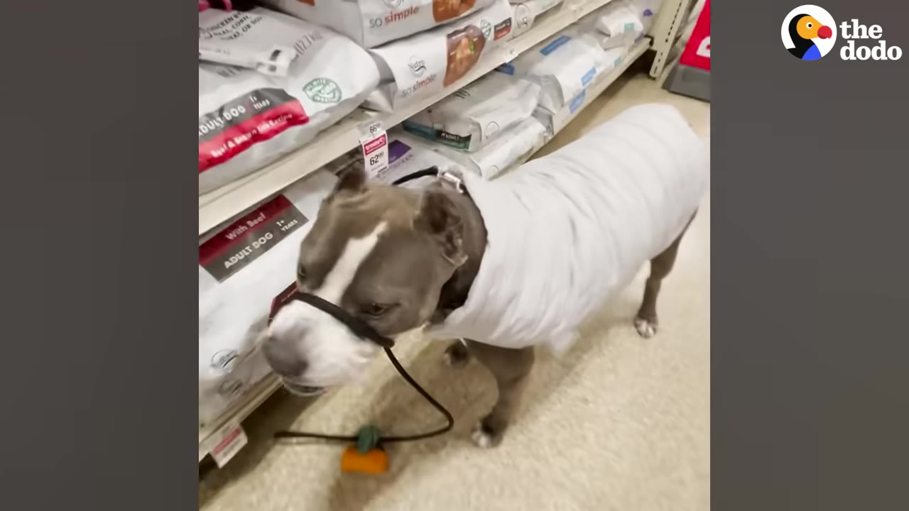 A gray and white pit bull wearing a white puffer jacket stands in a pet store aisle next to shelves of dog food.