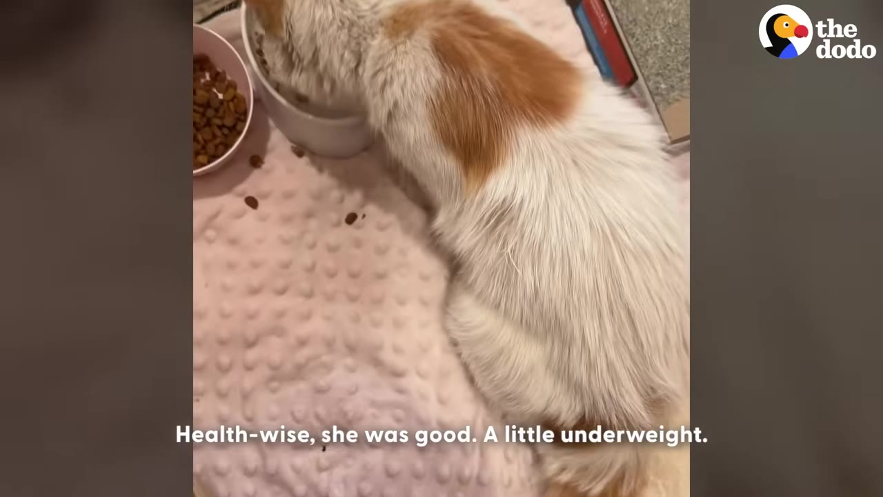 An overhead shot of a fluffy white and orange cat eating from a bowl on a pink textured blanket, with text on screen reading 'Health-wise, she was good. A little underweight.'