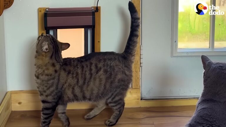 Alabama Woman Needs Her Garage Back, So She Builds An Incredible Tiny Home For Her Cats