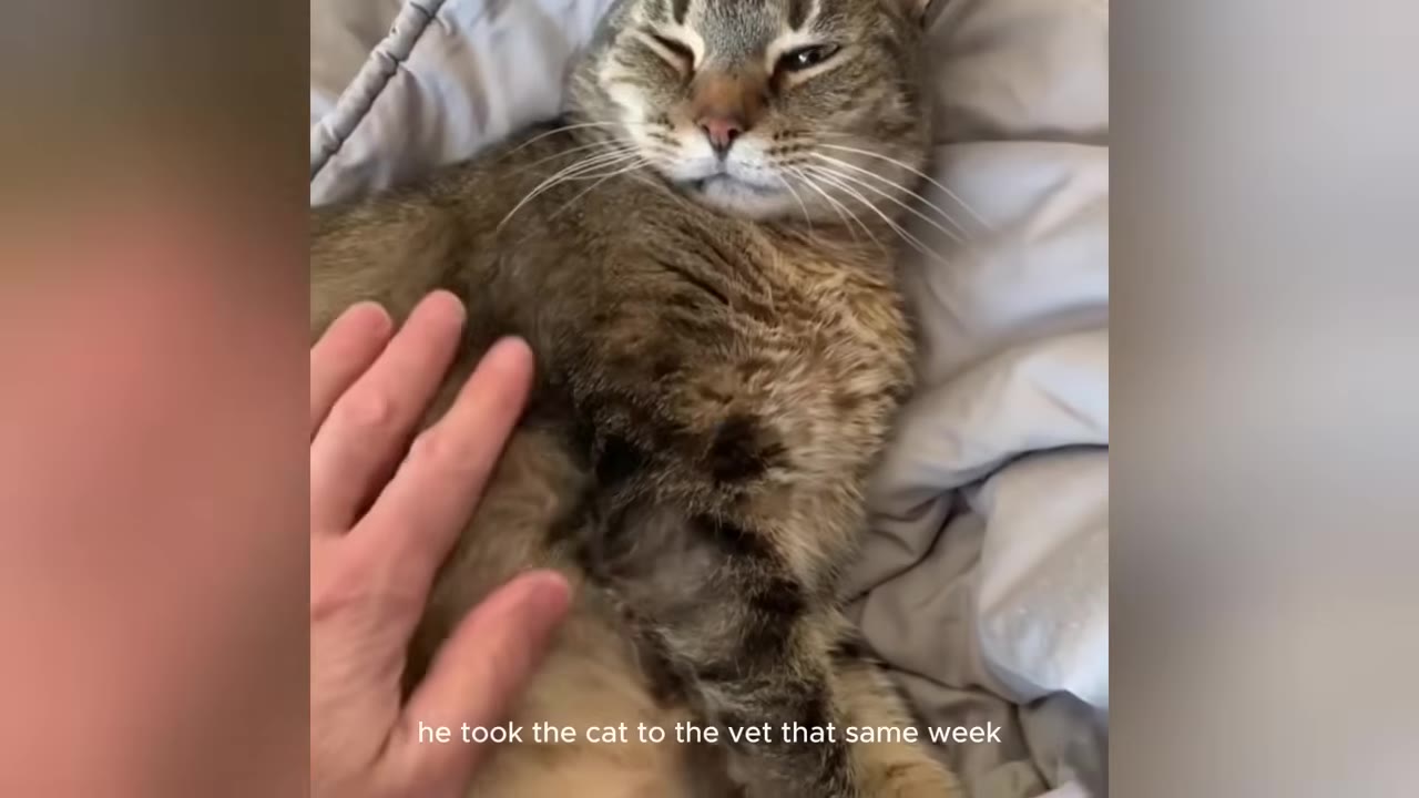A close-up shot of a brown tabby cat lying on a grey blanket while being gently petted by a person's hand.