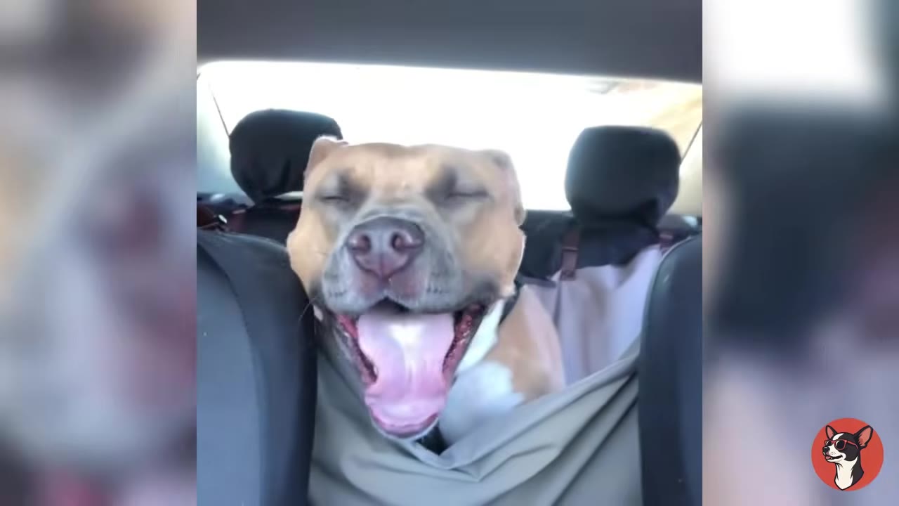 A brown and white dog sitting in the backseat of a car, yawning with its eyes closed and mouth wide open.