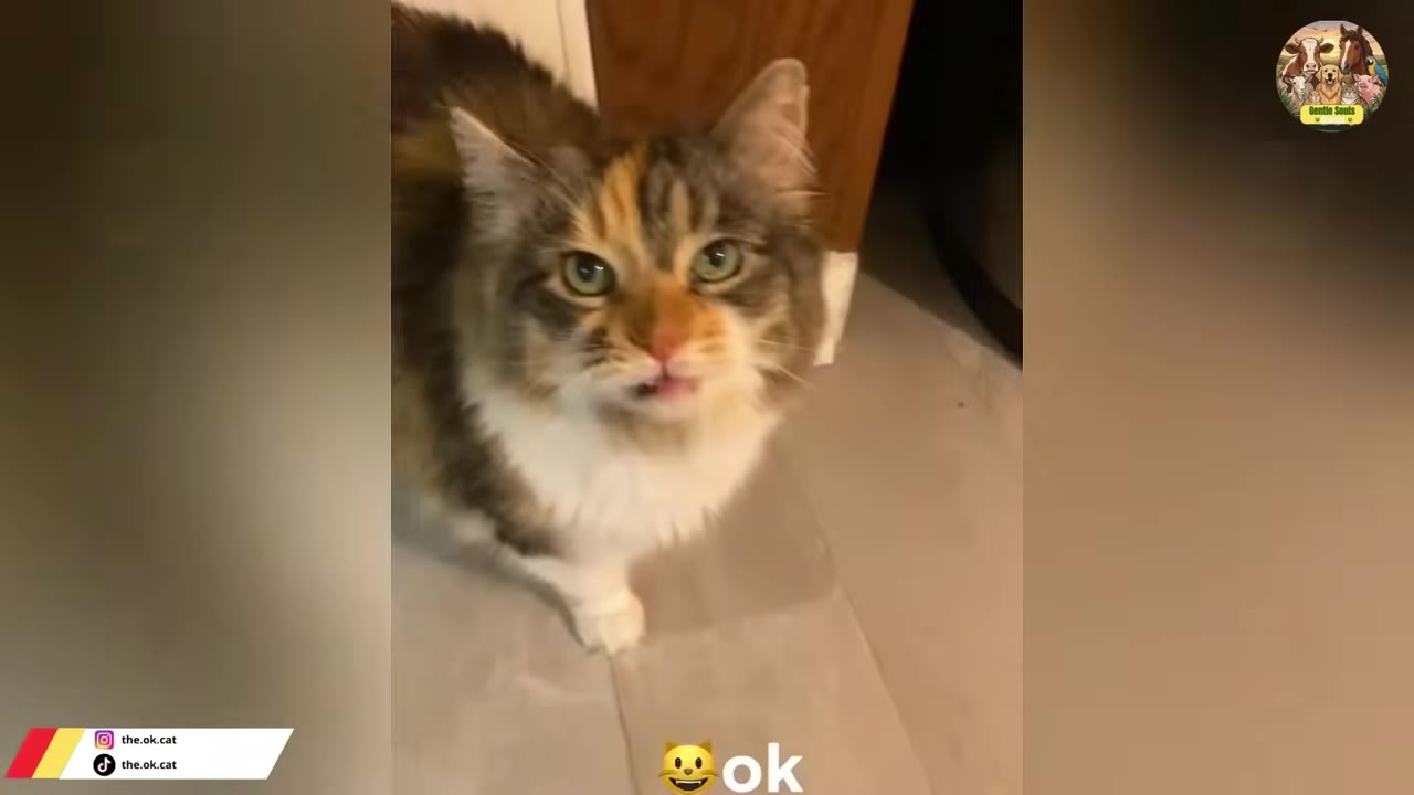 A fluffy calico cat looks up at the camera with its mouth slightly open as if vocalizing.