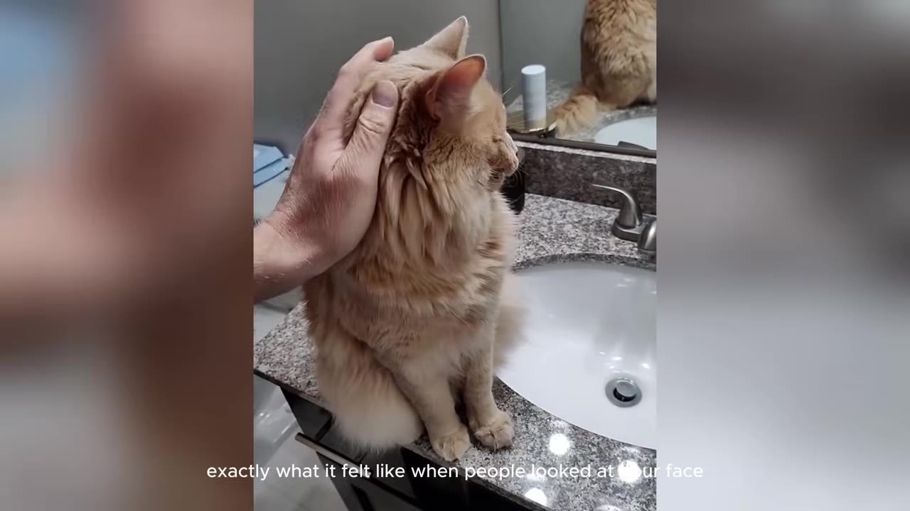 A hand gently pets a fluffy, light orange cat sitting on a granite bathroom countertop next to a sink.