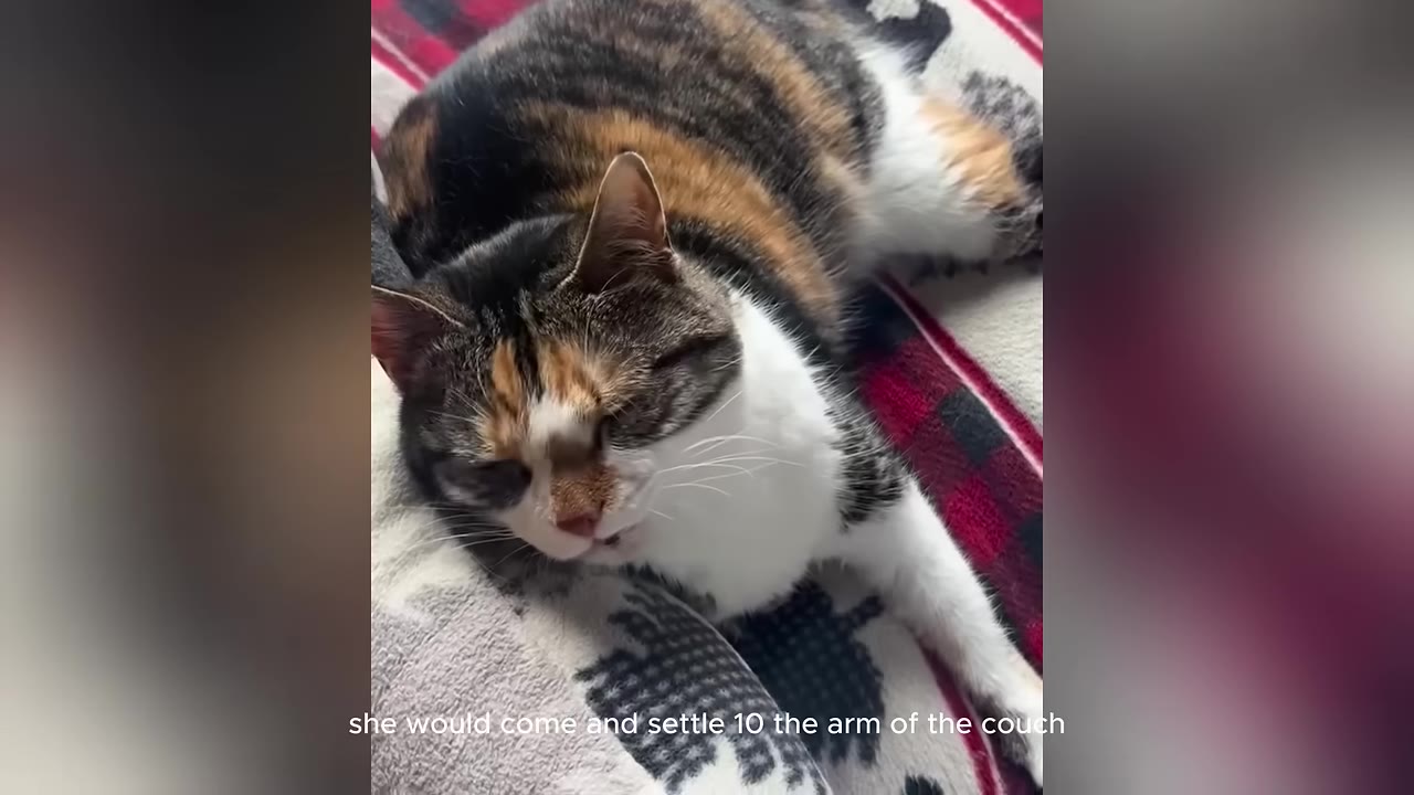 A calico cat rests peacefully on a red and grey patterned blanket on the arm of a couch.