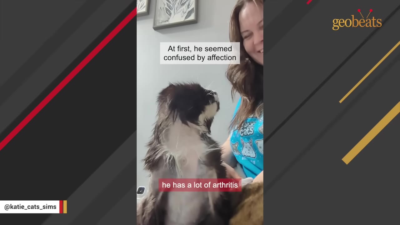 A fluffy black and white cat sits upright next to a smiling woman, with a text overlay that reads 'he has a lot of arthritis'.