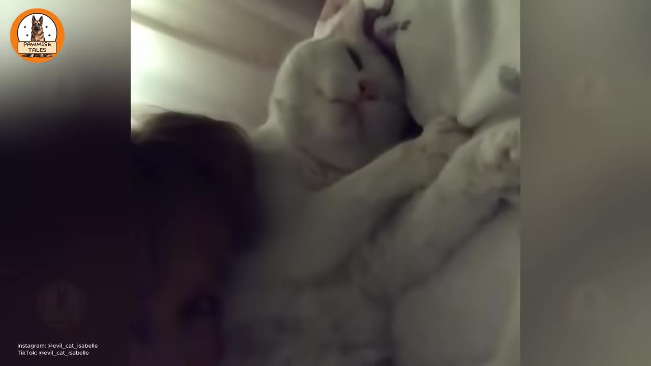 A close-up shot of a white cat cuddling affectionately with its owner, showing a strong bond of love and comfort.