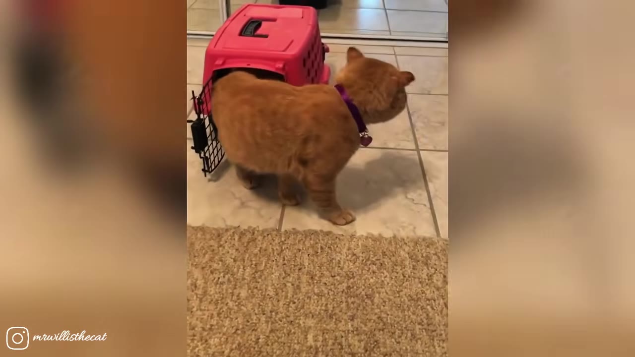 An orange cat wearing a purple collar steps out of a pink pet carrier onto a tiled floor.