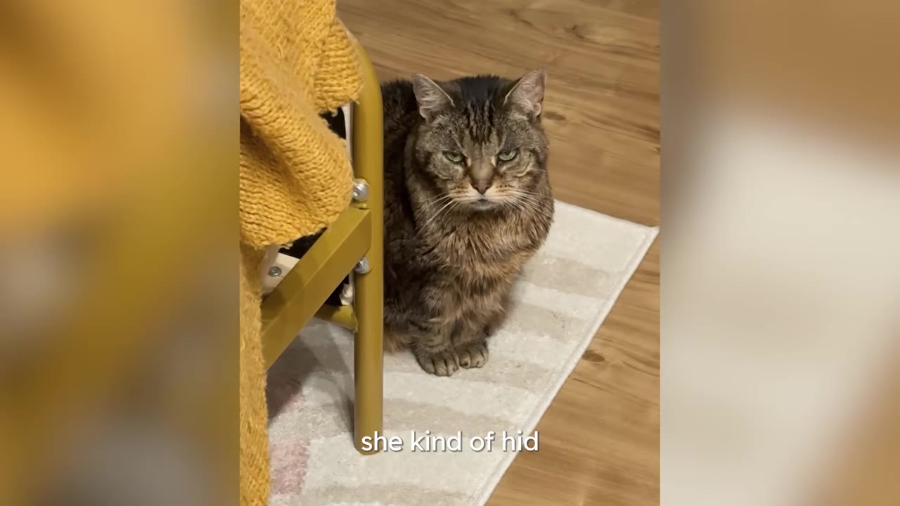 A brown tabby cat sitting on a light-colored rug next to the metal leg of a bed frame.