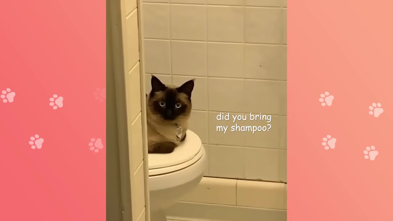 A Siamese cat sitting on a closed white toilet seat in a tiled bathroom, looking directly at the camera.
