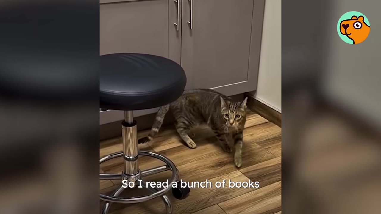 A tabby cat walking cautiously on a wooden floor next to a black stool and grey cabinets, with the caption 'So I read a bunch of books' overlaid at the bottom.