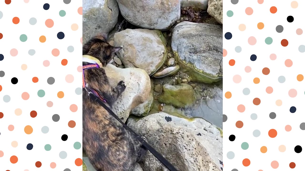 A tortoiseshell cat wearing a harness and leash explores large grey rocks near a shallow stream of water.