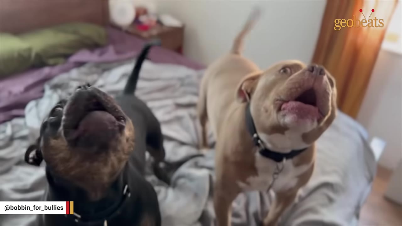 Two dogs looking upwards and howling while standing on a bed.