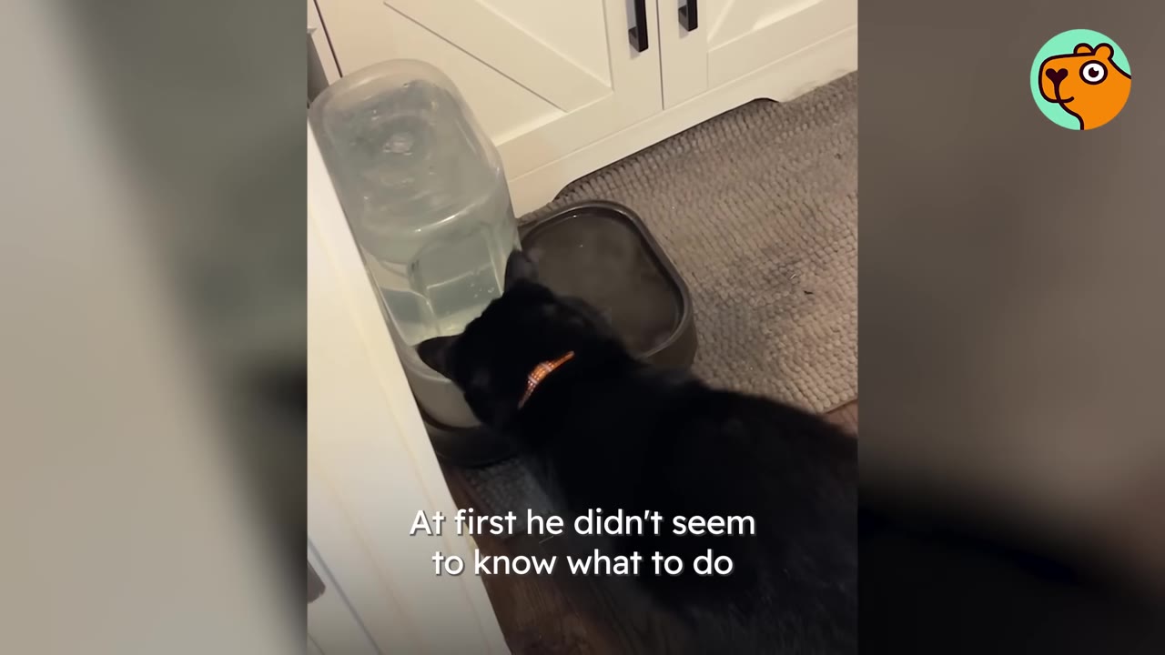 A black cat with an orange collar stands in front of an automatic pet water fountain, looking down at the water bowl.