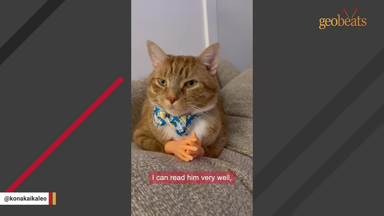 An orange and white cat wearing a blue and yellow plaid bow tie and tiny plastic hands sits on a grey couch.