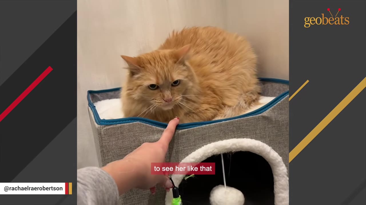 A person's hand gently reaches out to touch a fluffy orange cat sitting on top of a grey cat condo.
