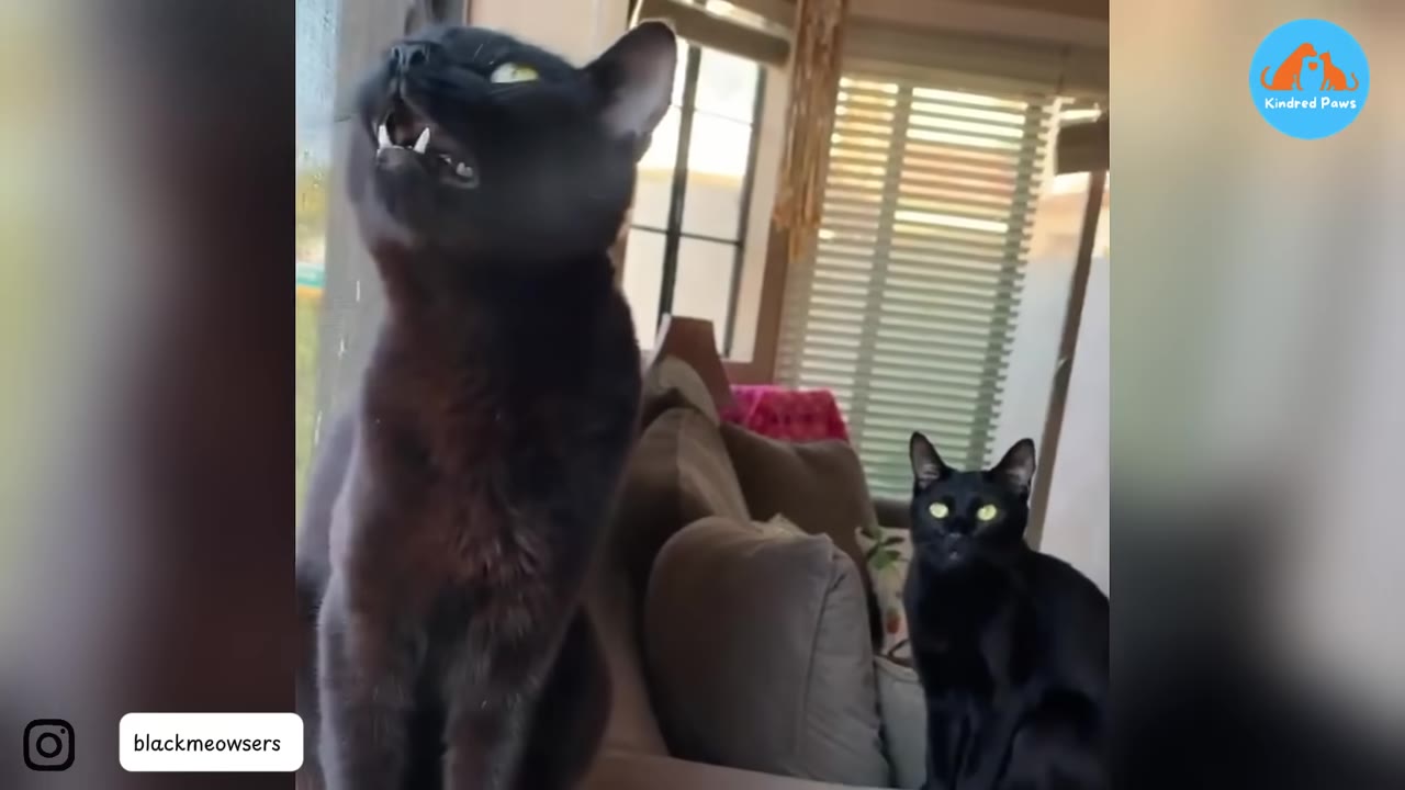 Two black cats sitting in a living room, one in the foreground looking up with its mouth slightly open, and the other sitting in the background looking directly at the camera.