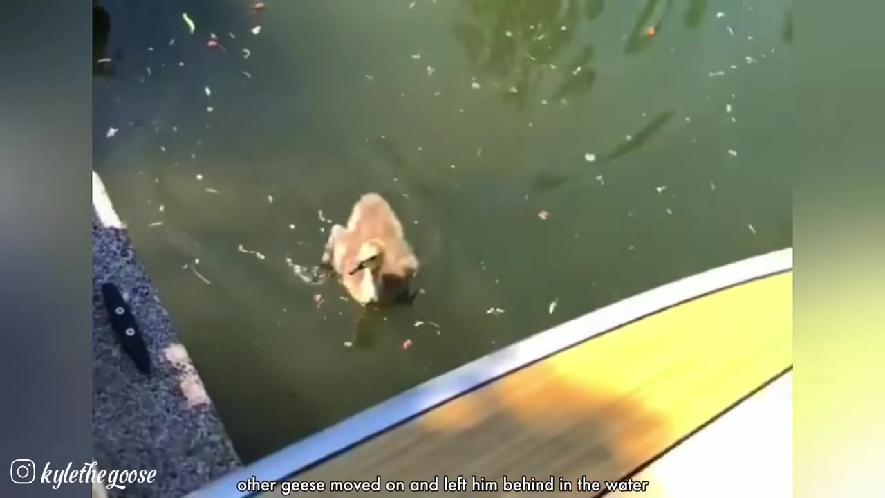 A small, fluffy gosling swimming alone in green water near a dock.