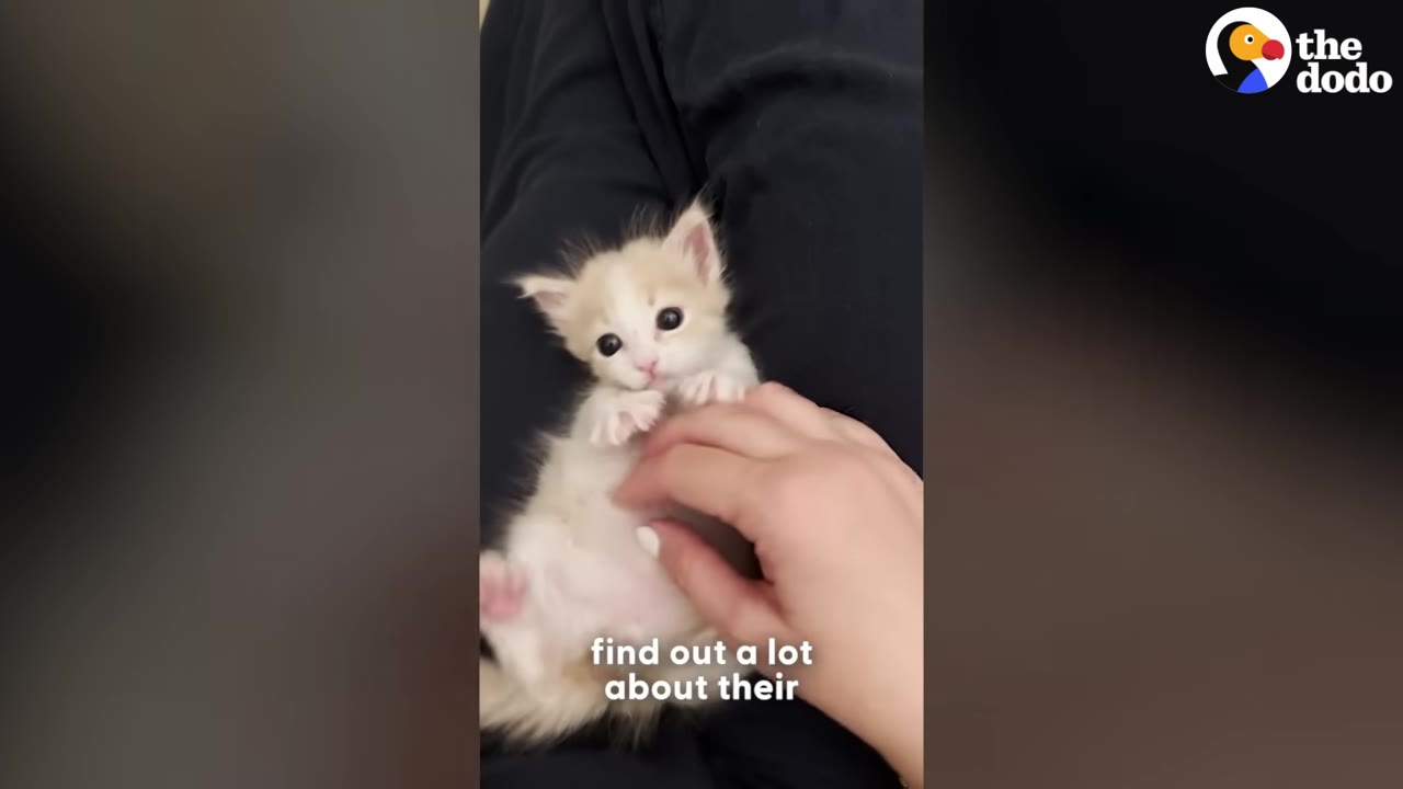 A small, fluffy white and tan kitten lies on its back on a person's lap while being gently petted on its belly.