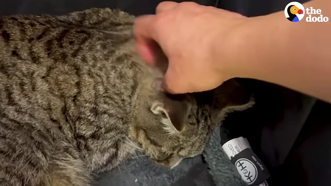 A close-up shot of a person's hand gently petting a tabby cat resting on a soft grey pet bed.