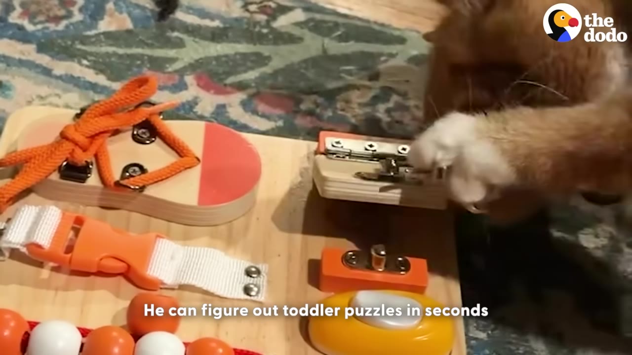 An orange and white cat uses its paw to open a metal latch on a wooden toddler busy board puzzle.