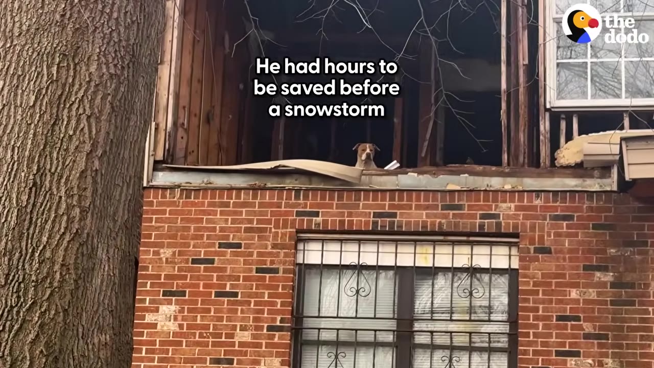 A brown and white dog peers out from the open, damaged second floor of an abandoned brick house.