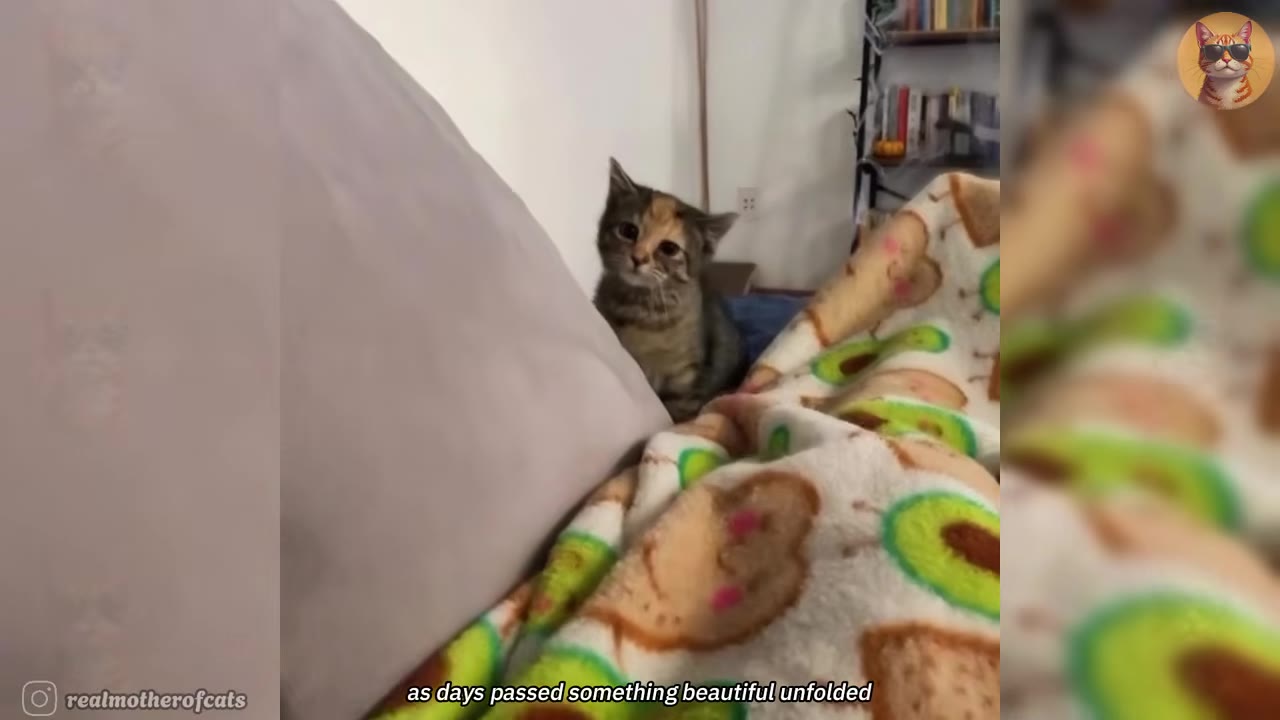 A small tabby and calico kitten peeking out from behind a grey pillow on a bed with a patterned blanket, looking forward with a curious expression.