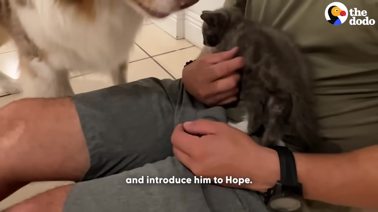 A person holds a small grey kitten in their lap as a fluffy dog sniffs the kitten from the left.