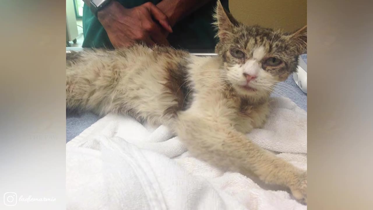 A scruffy, unwell-looking tabby and white cat lies on a white towel on an examination table at a veterinary clinic, with a person in green scrubs standing behind.