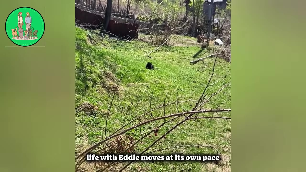 A black cat sits quietly in a grassy field, with text overlay reading 'life with Eddie moves at its own pace'.