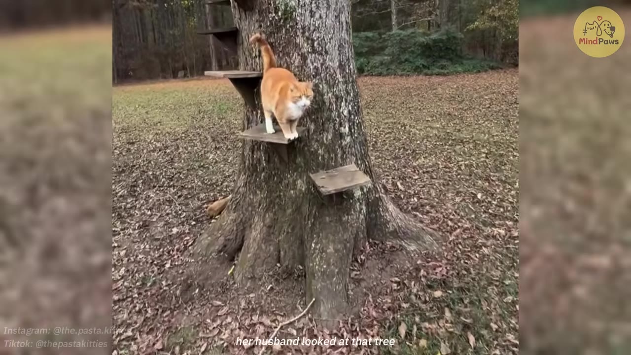 An orange and white cat stands on a wooden step attached to a large tree trunk in a yard covered with fallen leaves.