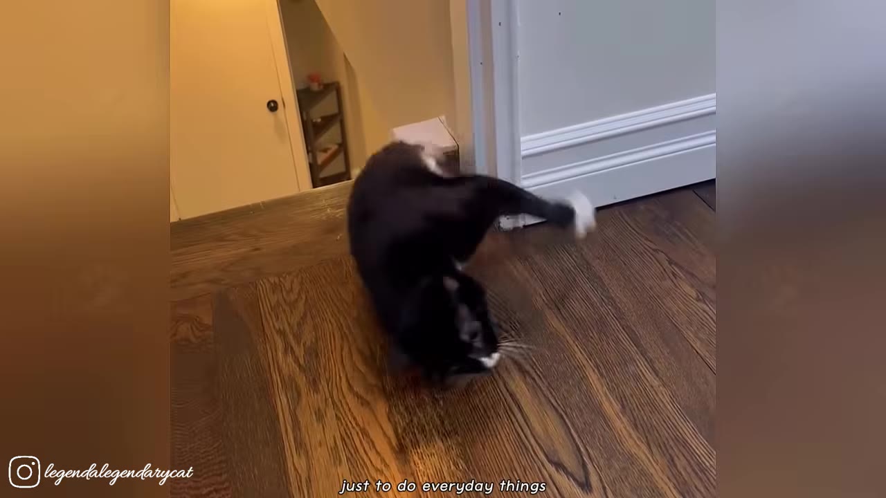 A black and white cat with two legs navigating a wooden floor near a doorway.