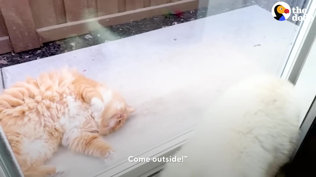 A fluffy orange cat lies on its back on a concrete patio outside a glass door, looking up at a white cat on the other side of the glass.