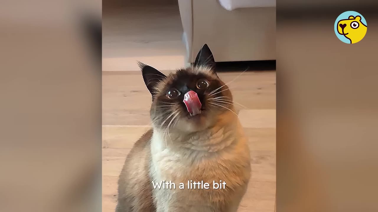 A close-up of a Siamese cat looking up with wide eyes and its tongue licking its nose.