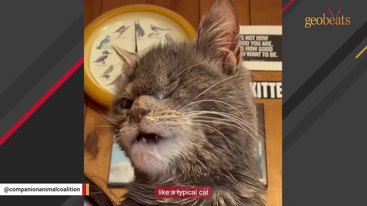 A close-up of a fluffy grey cat with a unique facial structure, squinting one eye and showing its teeth slightly.