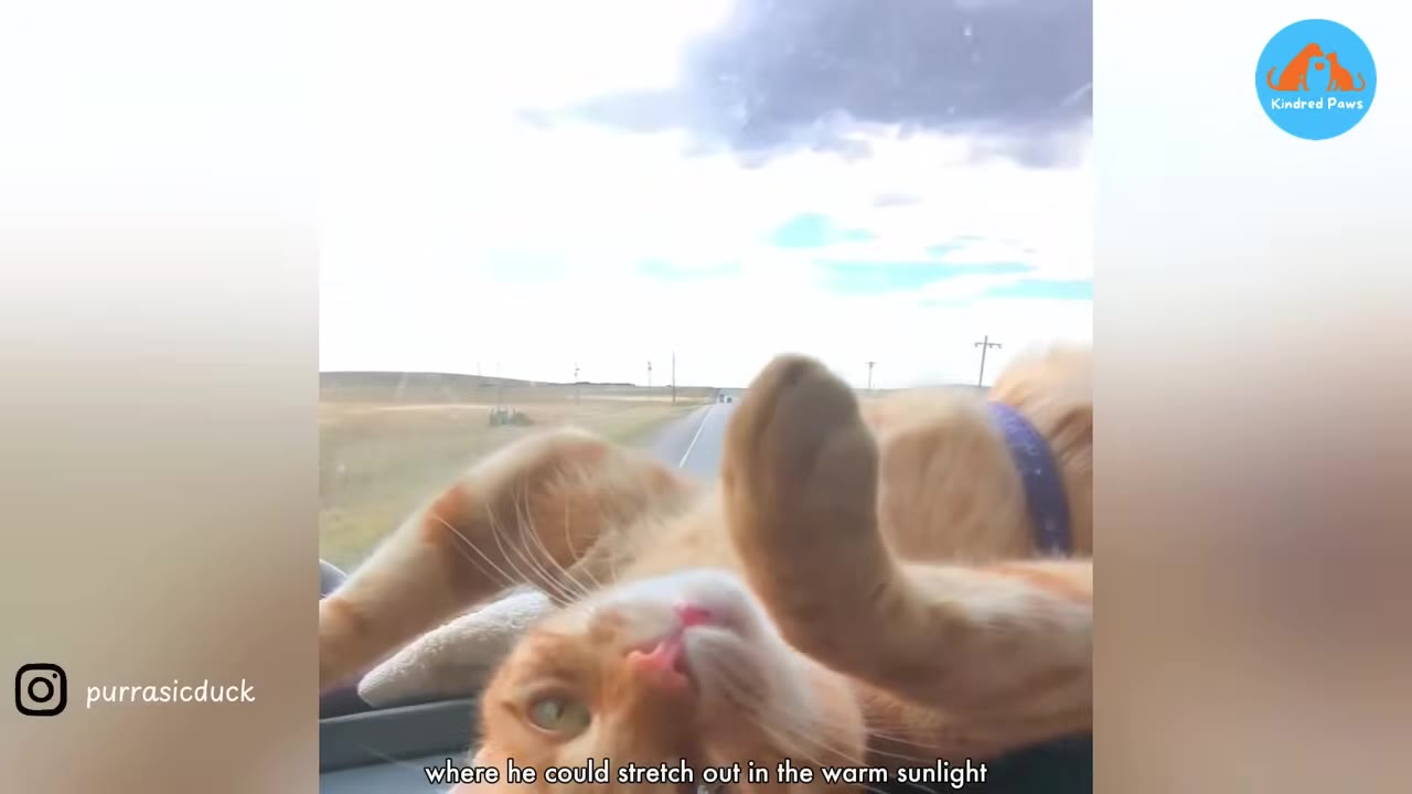 An orange cat with a blue collar lies on its back on a vehicle dashboard, looking upside down at the camera with the road and sky visible through the windshield.