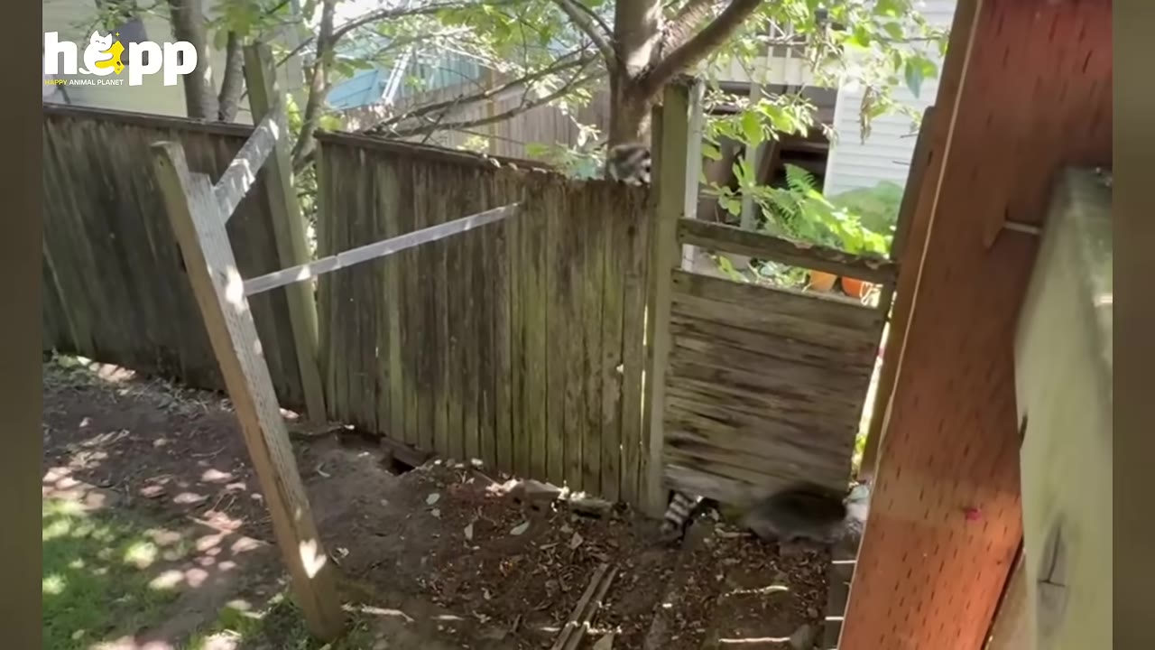 A wooden fence in a backyard with a raccoon climbing over the top and another raccoon squeezing through a gap at the bottom.