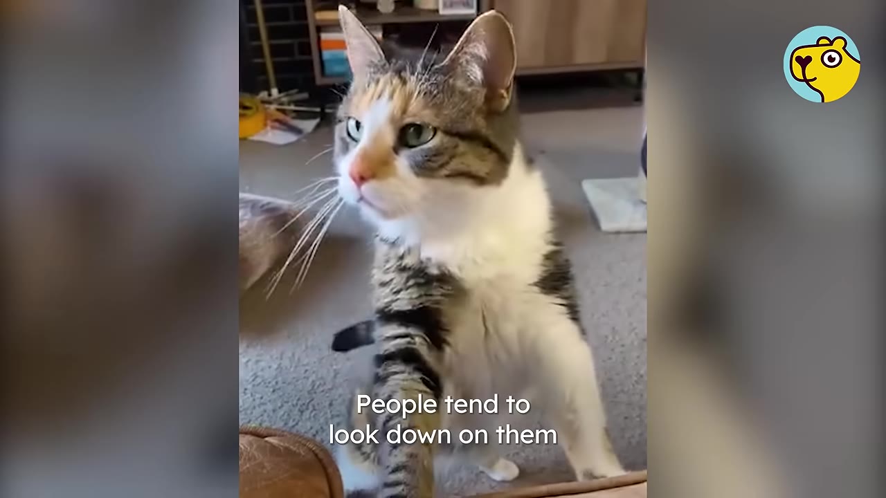 A calico cat with green eyes looks upward with text overlay reading 'People tend to look down on them'.
